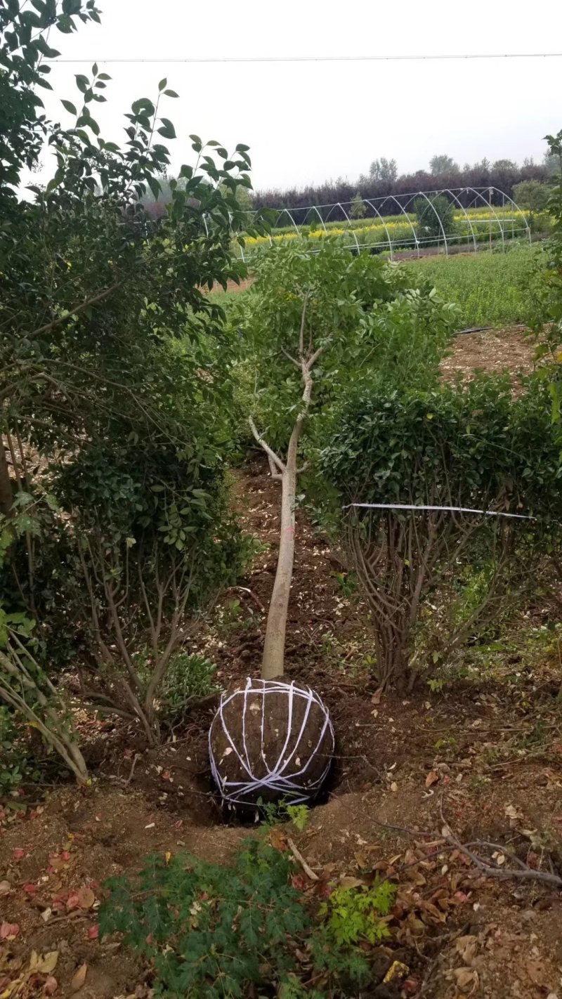 栾树！精品栾树直销！量大供应！看苗挖苗！15公分直销价格