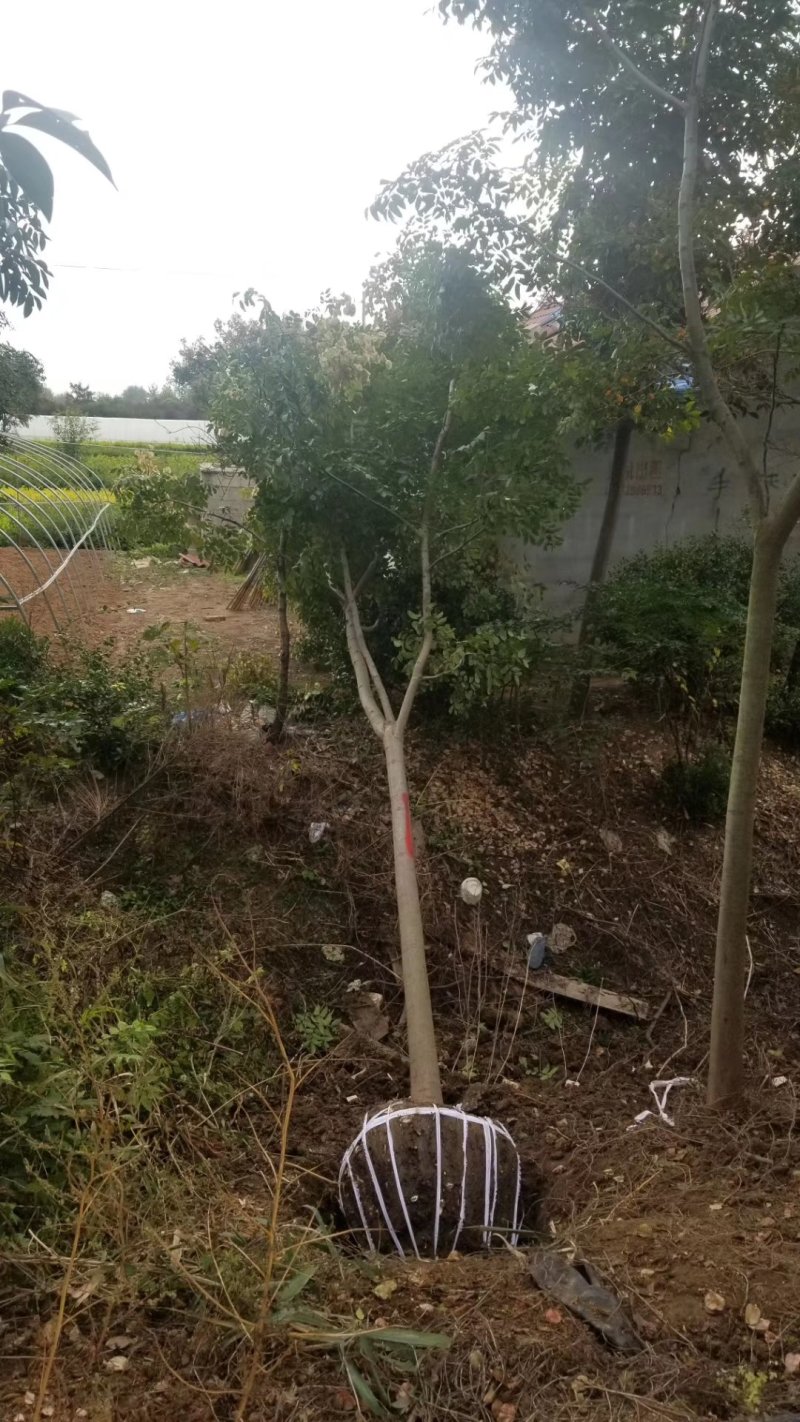 栾树！精品栾树直销！量大供应！看苗挖苗！15公分直销价格