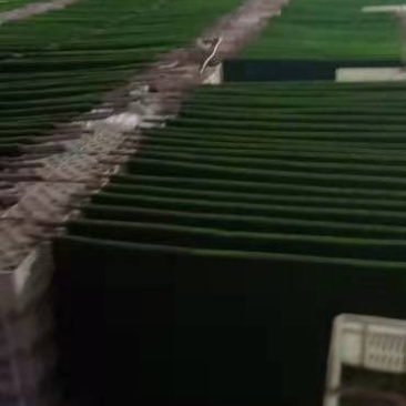 仿真苔藓可视频定货支持线上保障交易