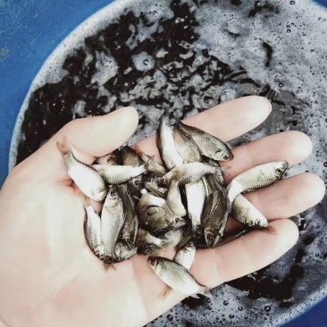 鲫鱼鱼苗，小鲫鱼苗，支持送货上门，活到付款。