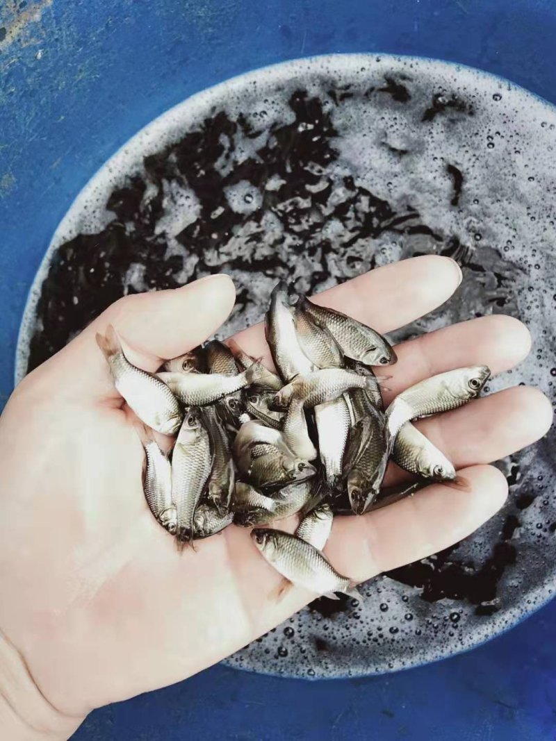 鲫鱼鱼苗，小鲫鱼苗，支持送货上门，活到付款。