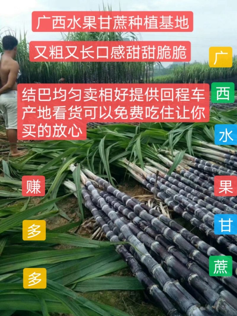 纯正广西黑皮甘蔗供应产地，结巴均匀，口感甜脆，提供回程车