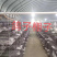 温室大棚各种大棚耐用经济实用百姓的选择