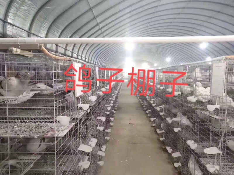 温室大棚各种大棚耐用经济实用百姓的选择