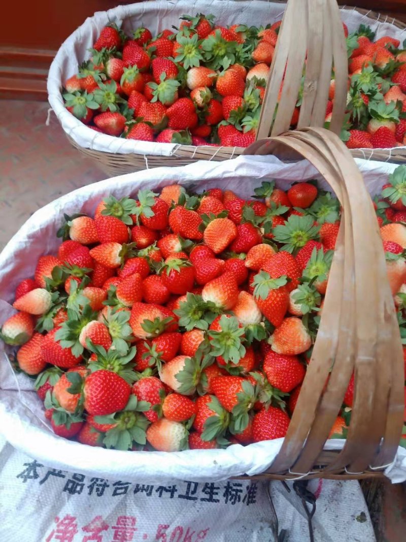 代办高质量草莓，一手货源，品质保证，量大从优，可视频看货