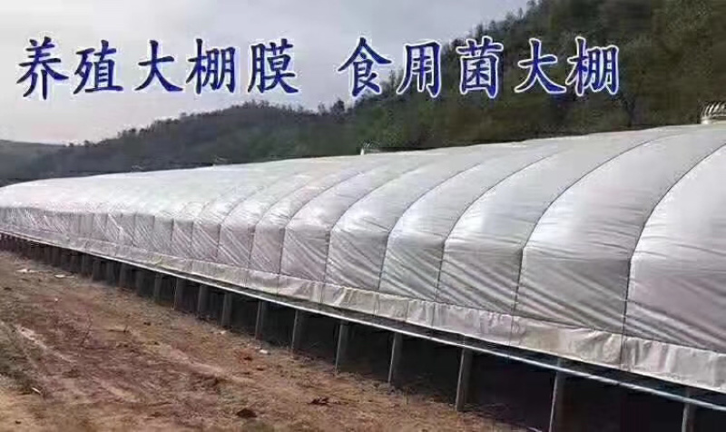 天津养殖大棚养殖鸡鸭猪牛羊兔子鸽子等欢迎咨询