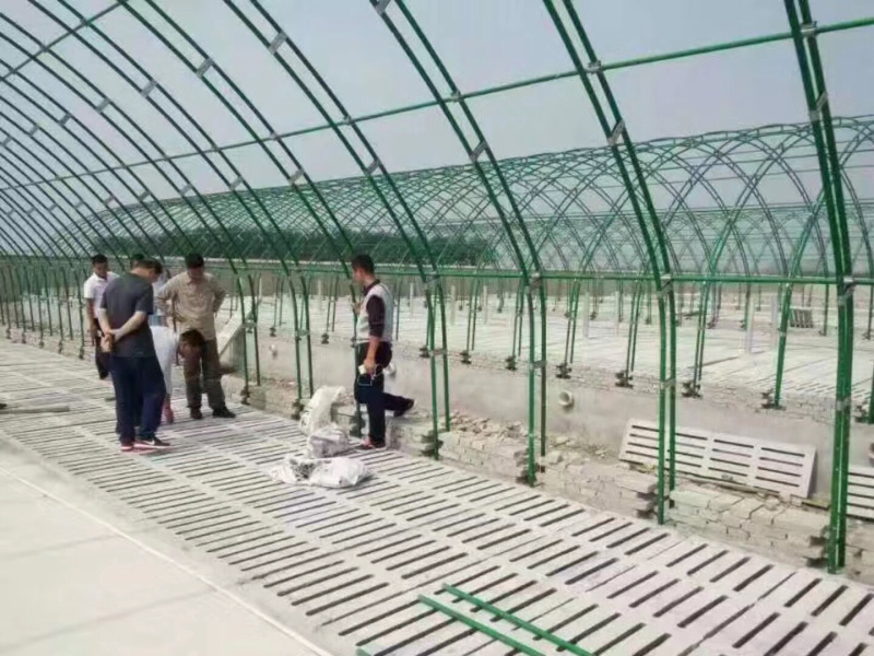 天津养殖大棚养殖鸡鸭猪牛羊兔子鸽子等欢迎咨询