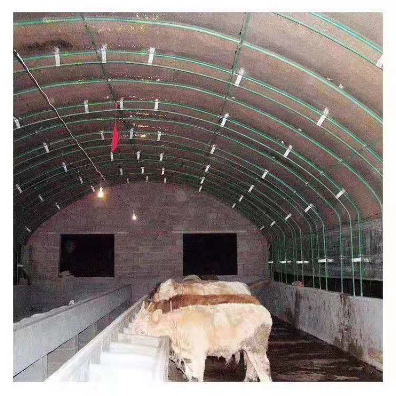 天津养殖大棚养殖鸡鸭猪牛羊兔子鸽子等欢迎咨询