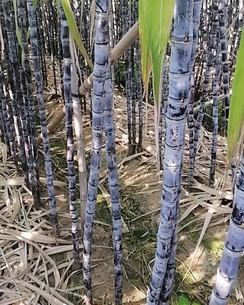 甘蔗