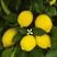 四季香水柠檬苗！盆栽地栽南北方都可以种植