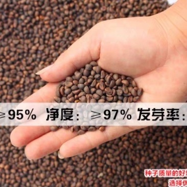 空心菜种子福建漳州