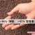 空心菜种子福建漳州
