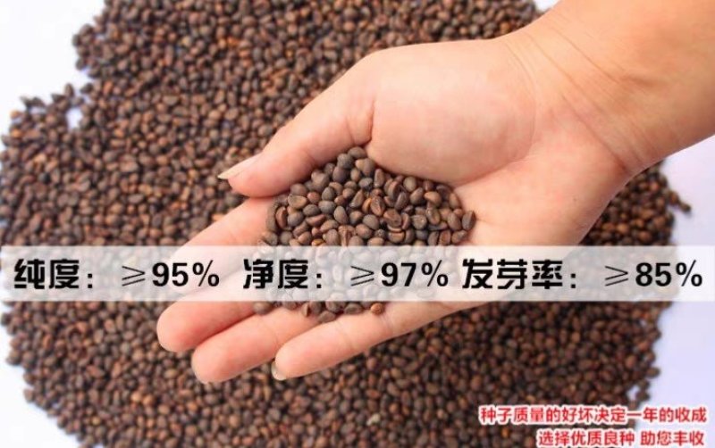 空心菜种子福建漳州