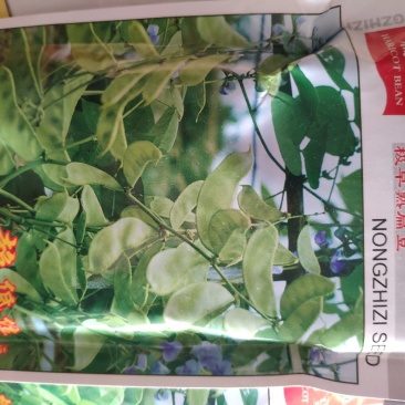 早生一号扁豆种子极早熟适宜大面积种植采收期200天
