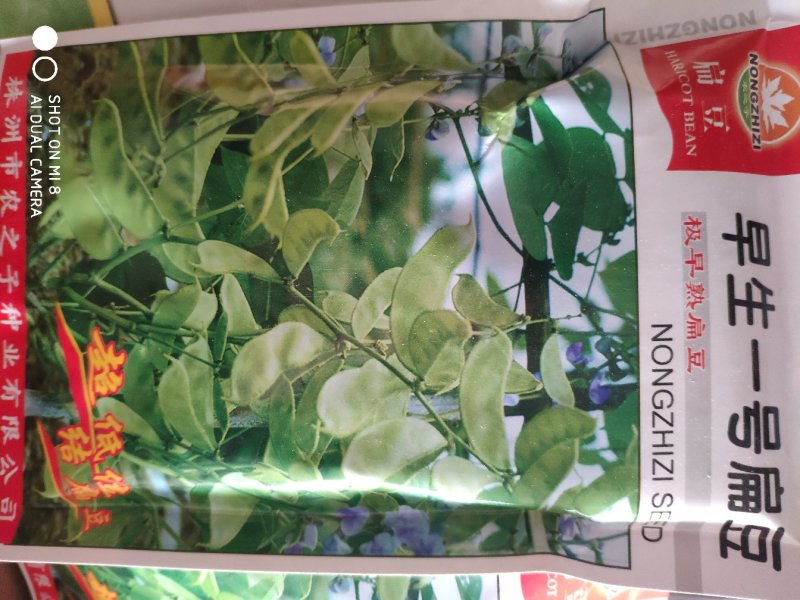 早生一号扁豆种子极早熟适宜大面积种植采收期200天