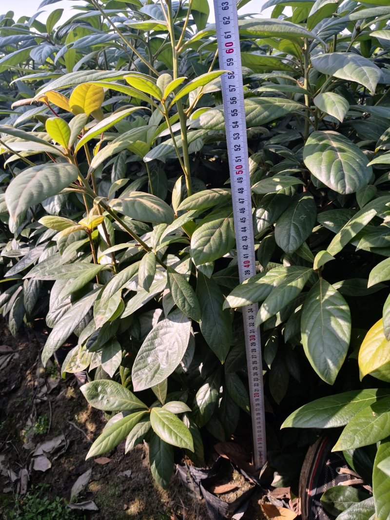 供应30万棵50-200CM高浙江楠杯苗