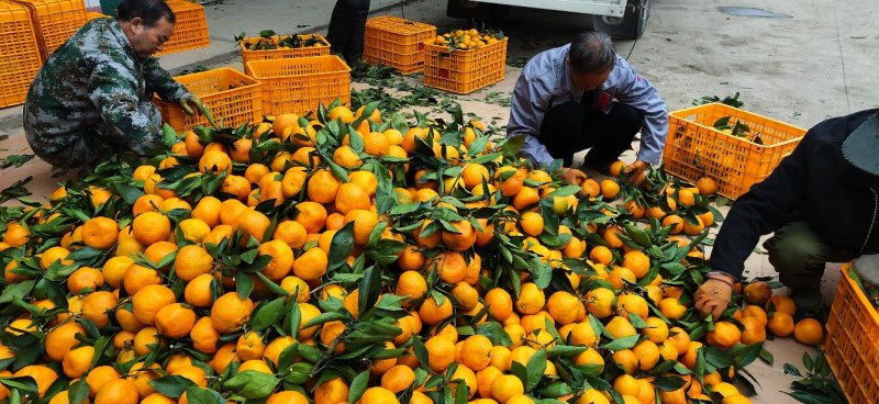 高山普早蜜桔60----85，14个糖，产地直供：现货