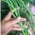 大田苗西瓜红蜜薯秧子地瓜种苗超甜蕃薯