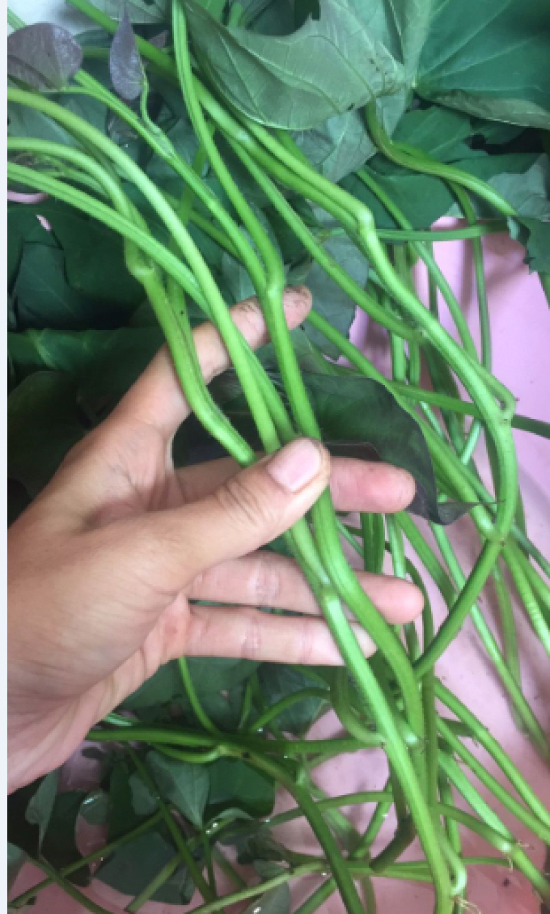 大田苗西瓜红蜜薯秧子地瓜种苗超甜蕃薯