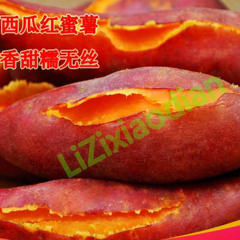 大田苗西瓜红蜜薯秧子地瓜种苗超甜蕃薯