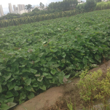 大田苗西瓜红蜜薯秧子地瓜种苗超甜蕃薯