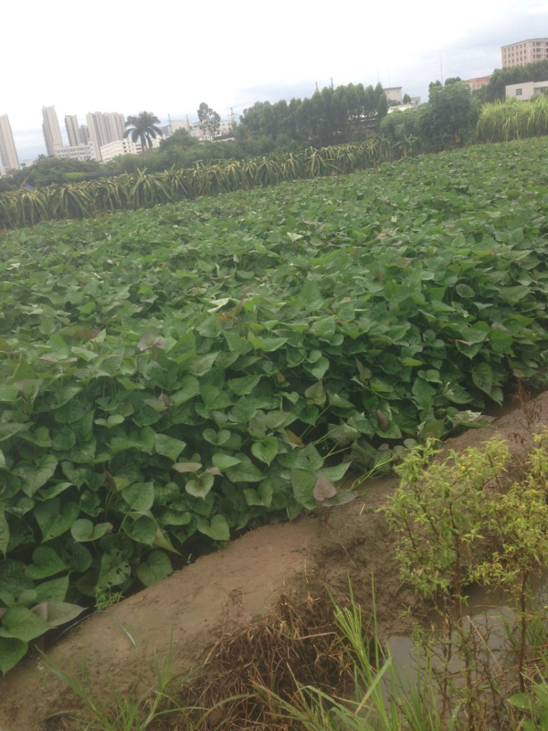 大田苗西瓜红蜜薯秧子地瓜种苗超甜蕃薯