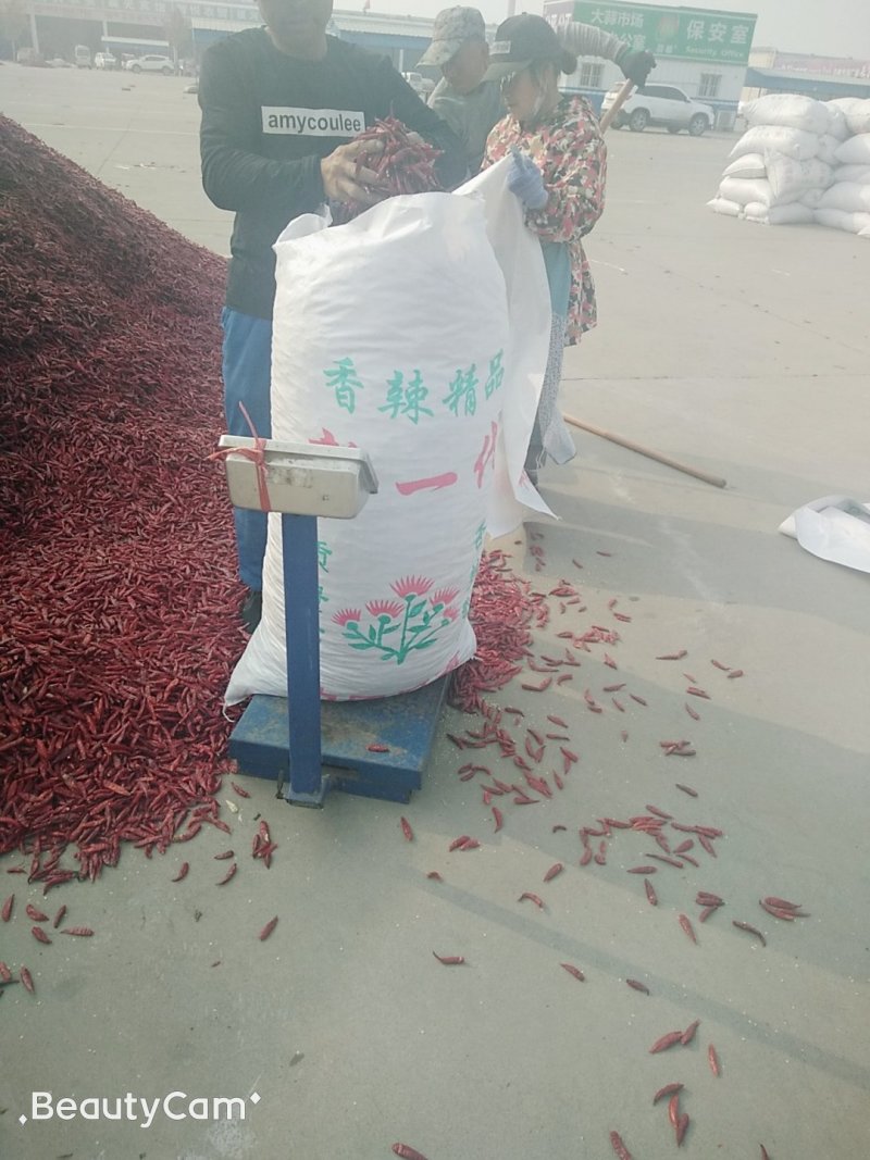 山东济宁三樱干辣椒上市，欢迎采购，批发市场专供