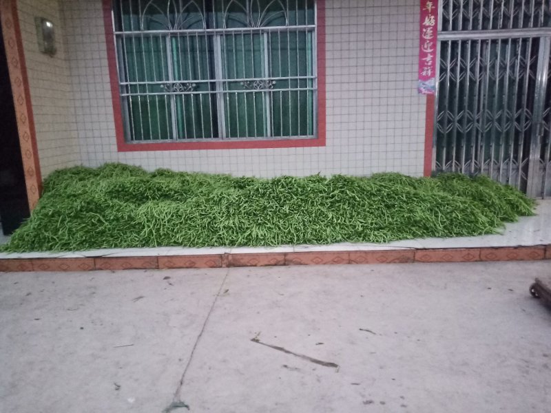 无筋豆