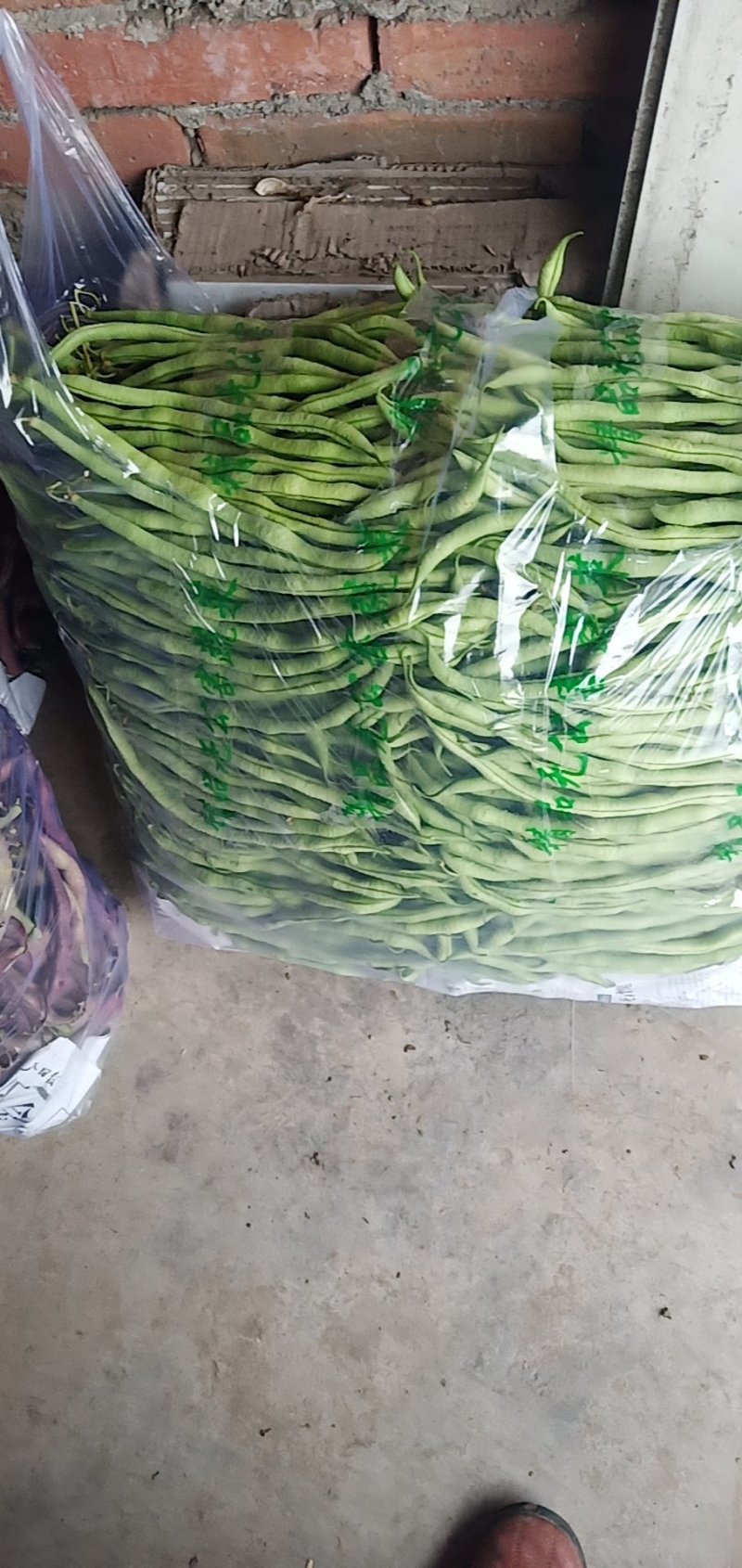无筋豆