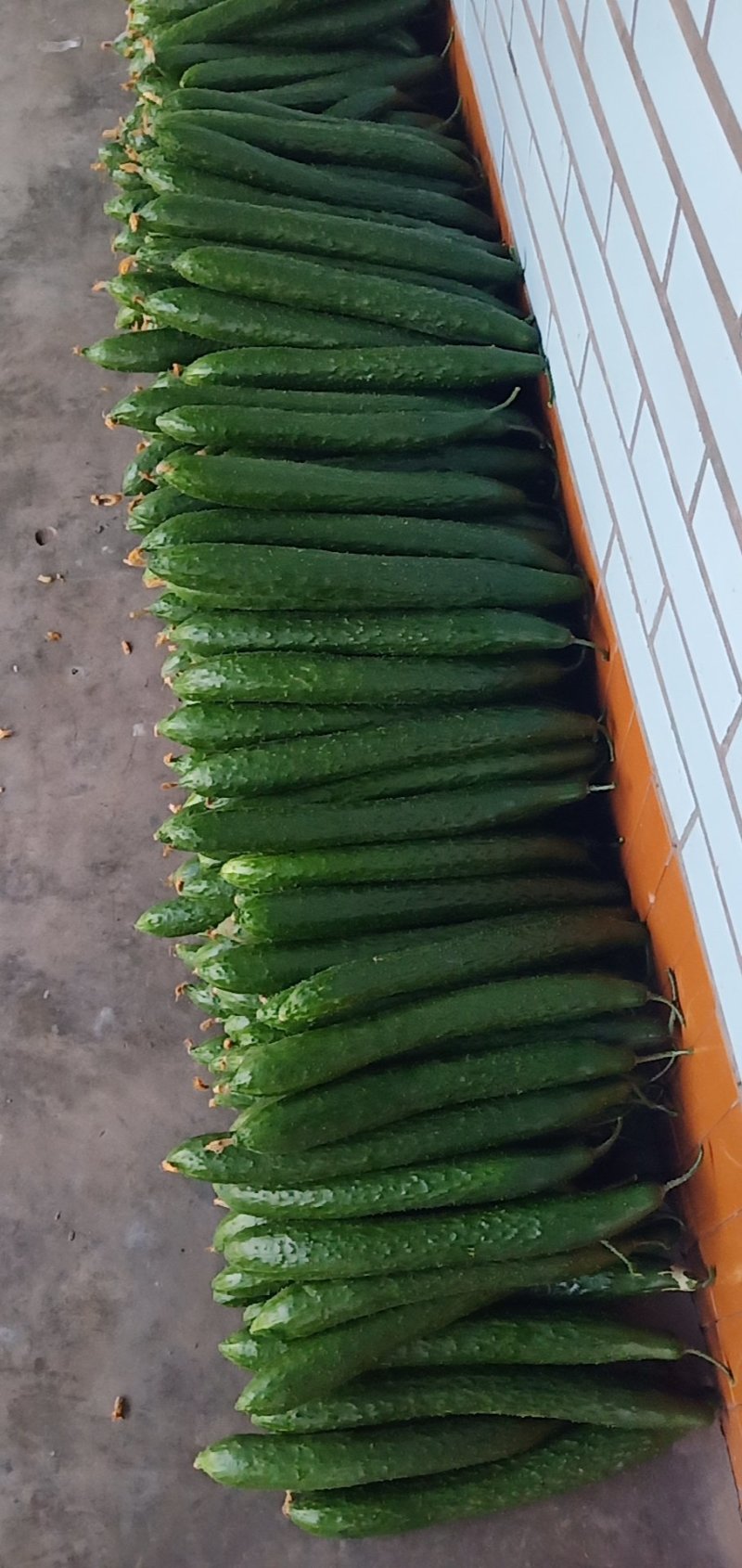 蔬菜