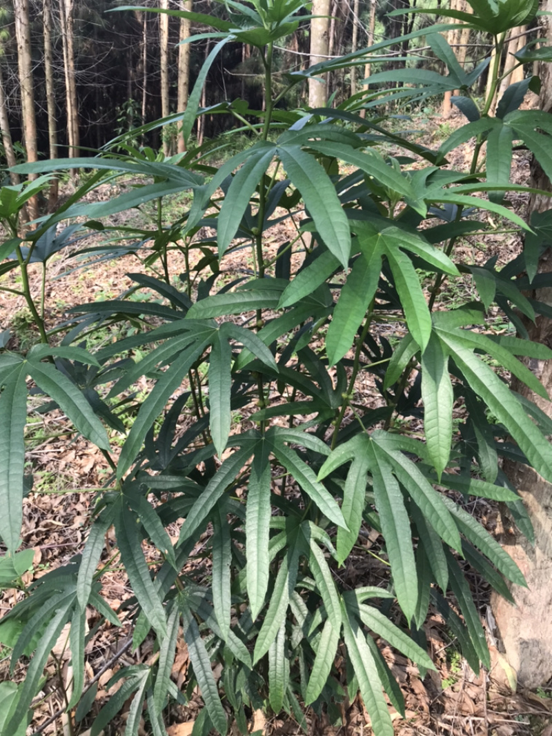 广西纯野生浓香五指毛桃根