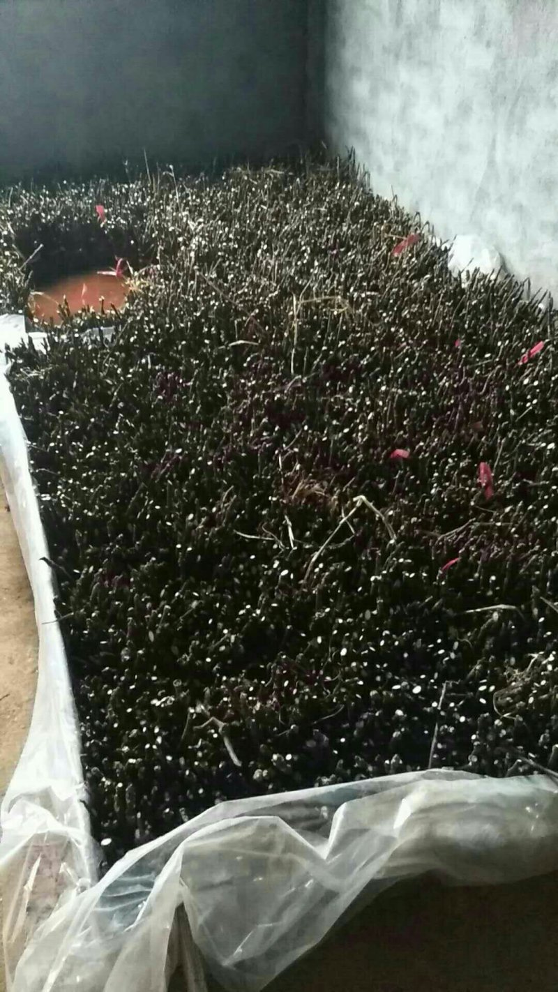 吴茱萸枝条