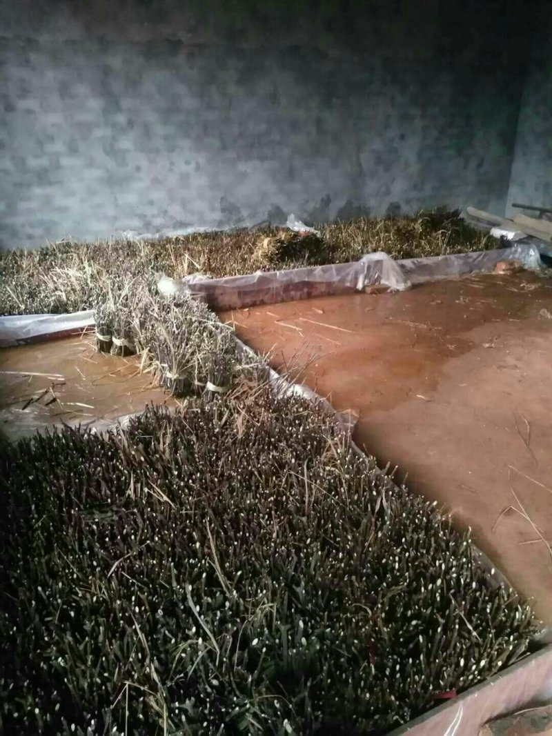 吴茱萸枝条