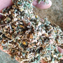 野菊花禾叶切片子过筛