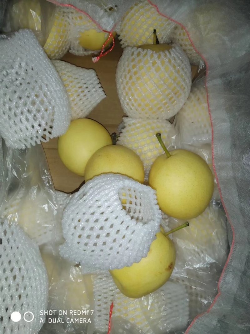 赵县雪花梨质量好，价格合理！