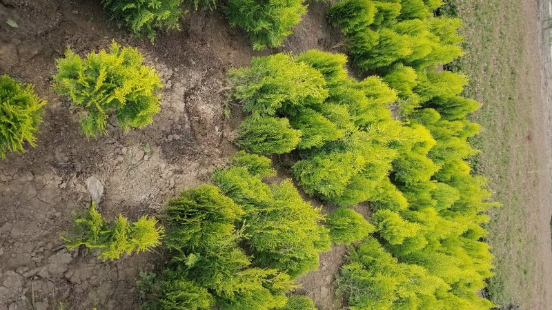 基地供应洒金柏苗绿化工程全国发货。量大供应充足！