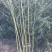 竹子