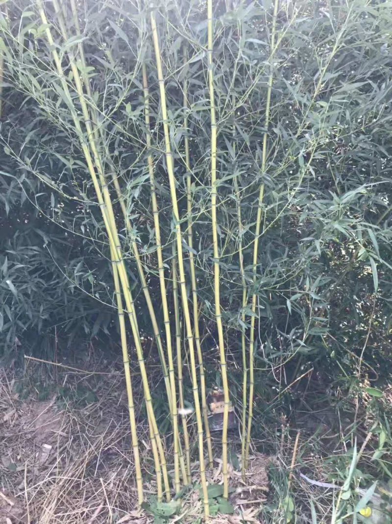 竹子