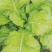 精品儿菜(小头儿菜)