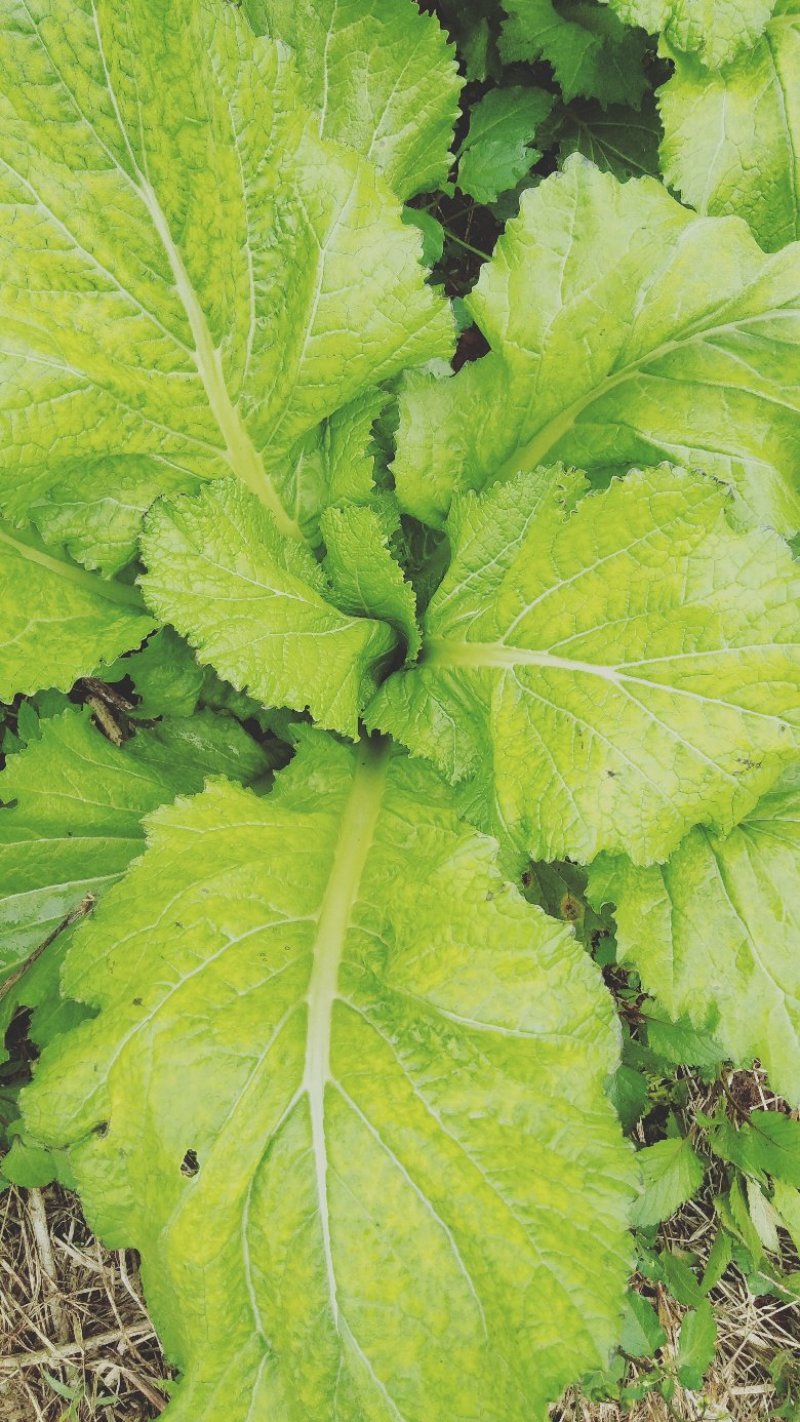 精品儿菜(小头儿菜)