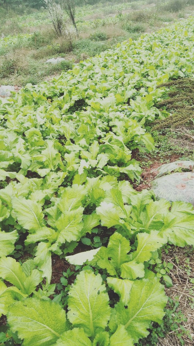 精品儿菜(小头儿菜)
