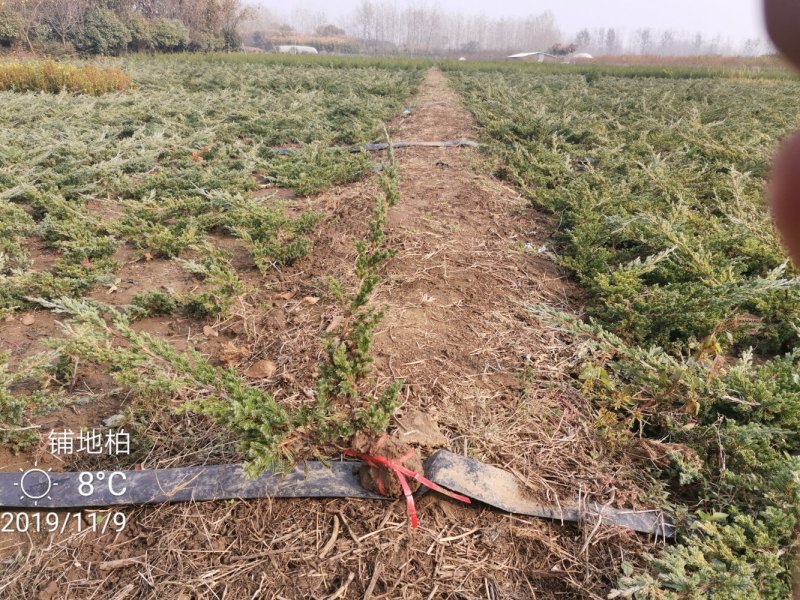 桧柏刺柏蜀桧苗圃大量供应各种规格均有量大