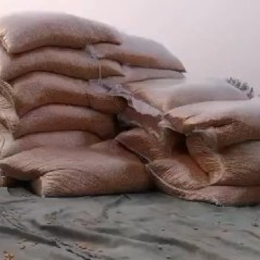河南周口黄金自然干玉米