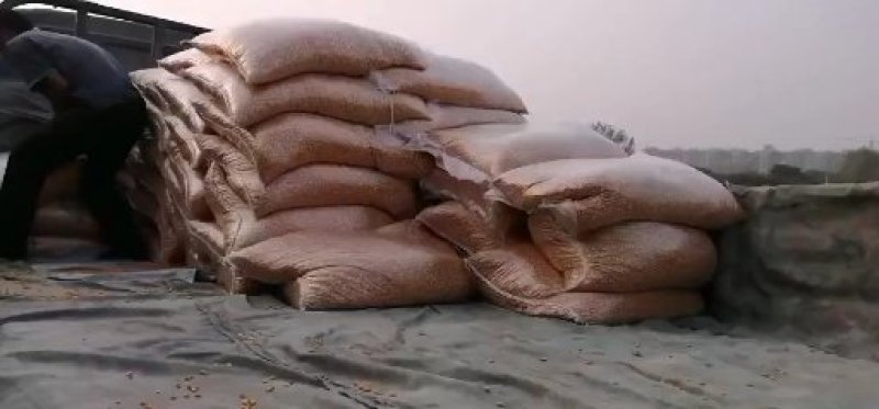 河南周口黄金自然干玉米