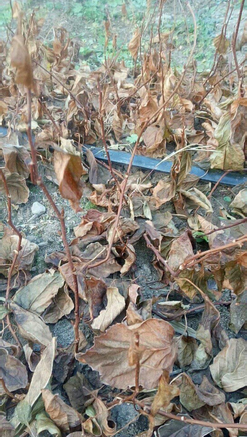 给广大种植户提供优质的五味子苗，期待咱们合作