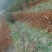 给广大种植户提供优质的五味子苗，期待咱们合作