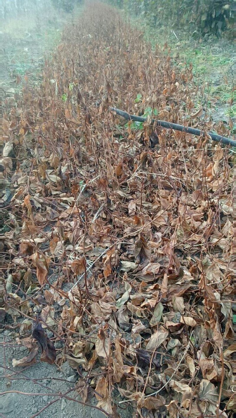 给广大种植户提供优质的五味子苗，期待咱们合作