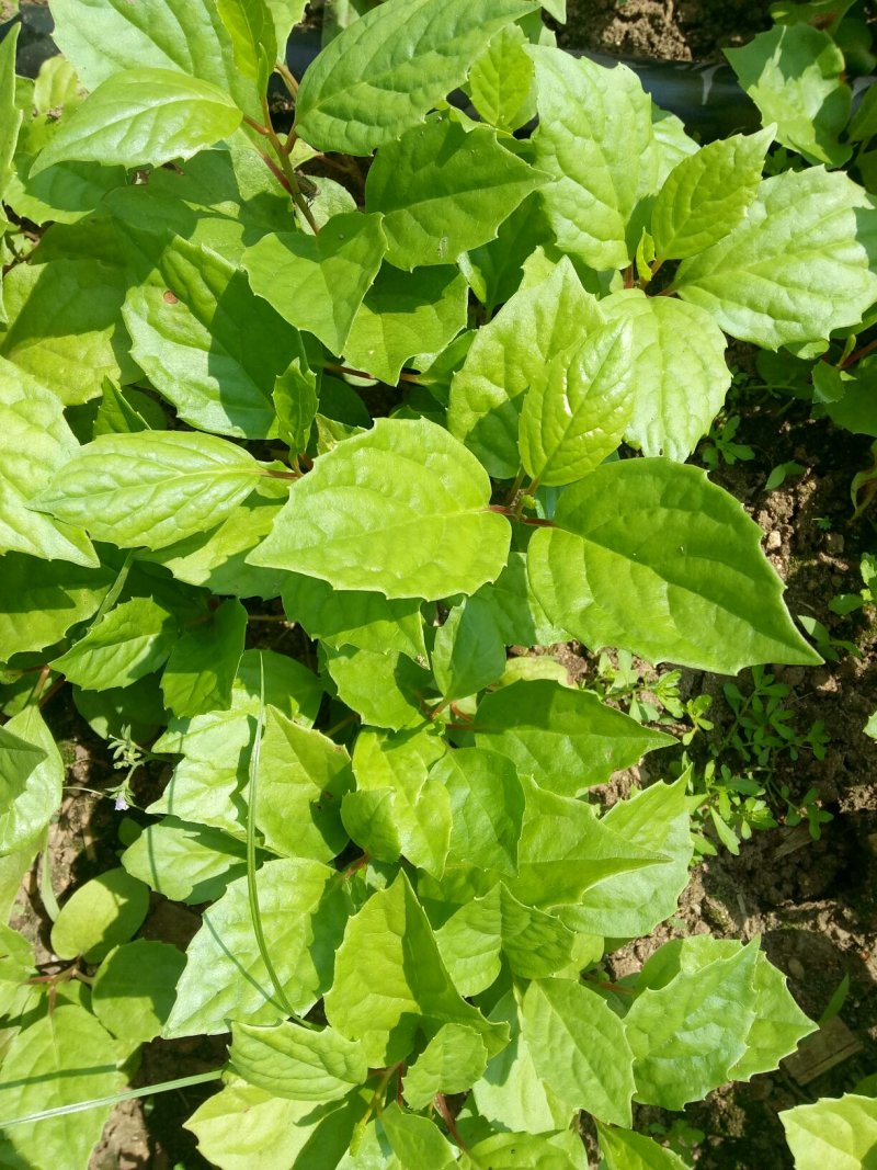 给广大种植户提供优质的五味子苗，期待咱们合作