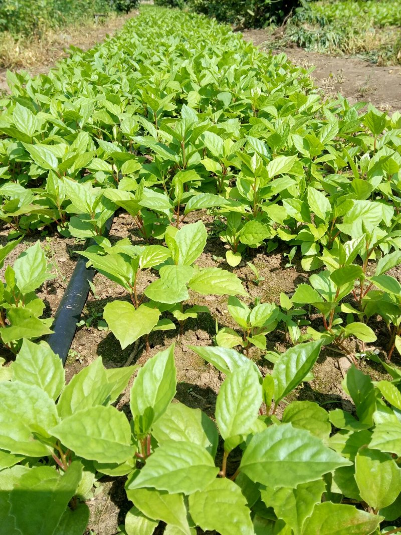 给广大种植户提供优质的五味子苗，期待咱们合作