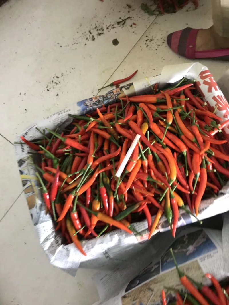 指天椒